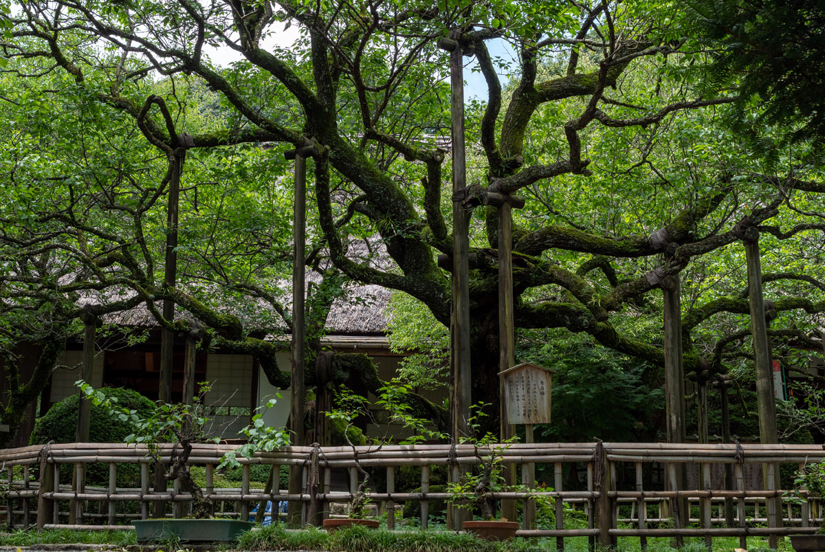 京王百草園から臨時休園のお知らせです