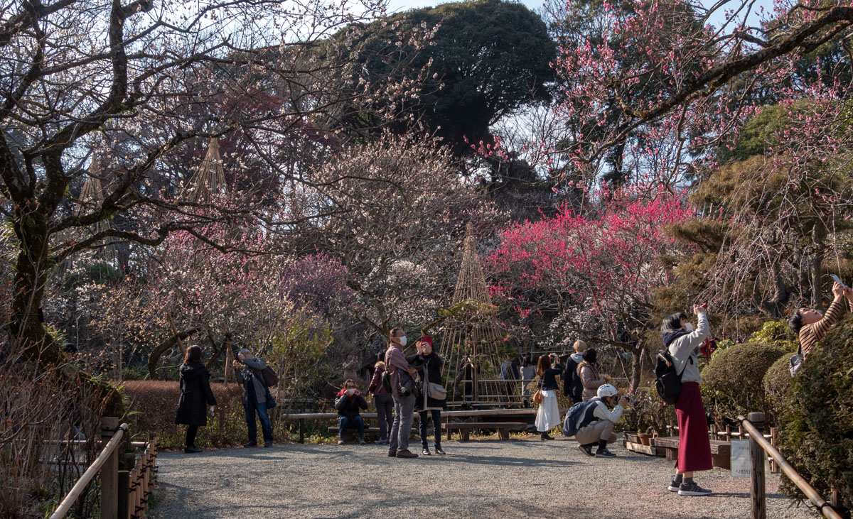 2019京王百草園「梅まつり」開催