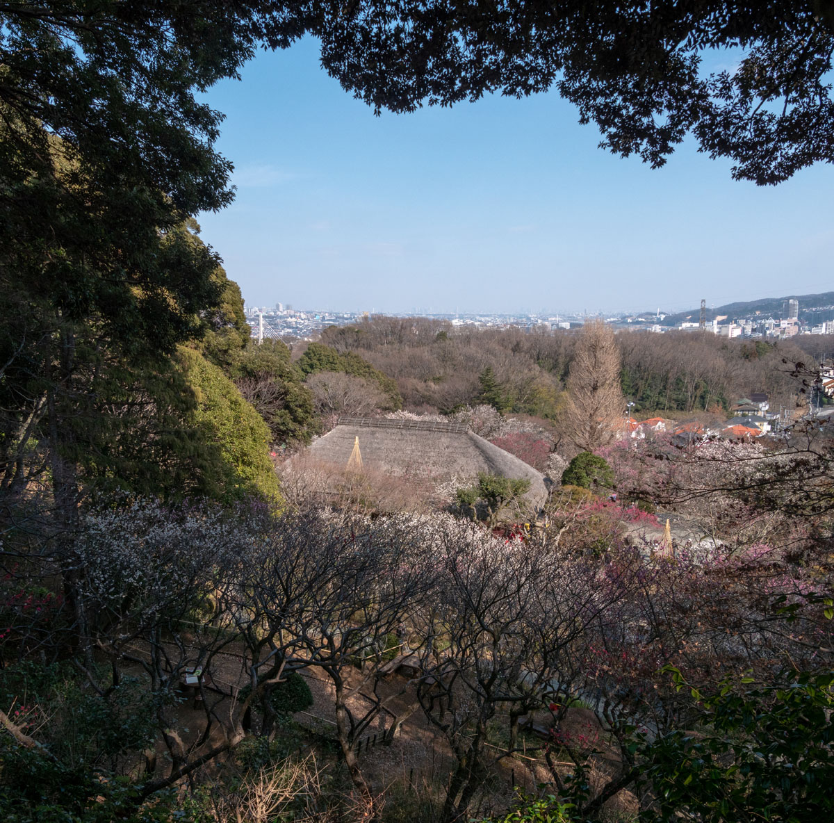 2020京王百草園「梅まつり」開催