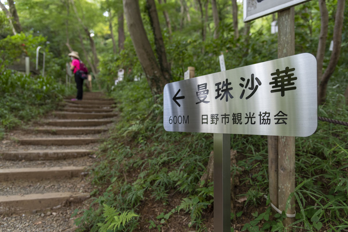 高幡不動尊の曼珠沙華、ご案内します