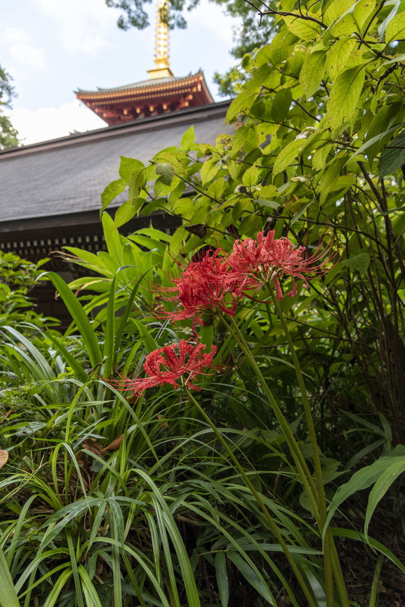 高幡不動尊の曼珠沙華、ご案内します