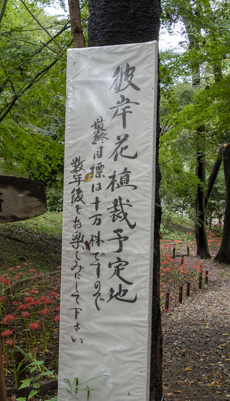 高幡不動尊　山内八十八ヶ所巡りと曼珠沙(まんじゅしゃ)華(げ)　　