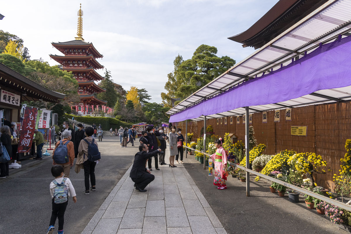 第51回高幡不動尊「菊まつり」開催