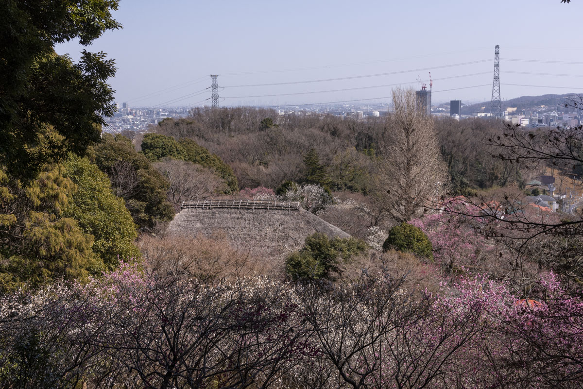 2023年、京王百草園「梅まつり」開催