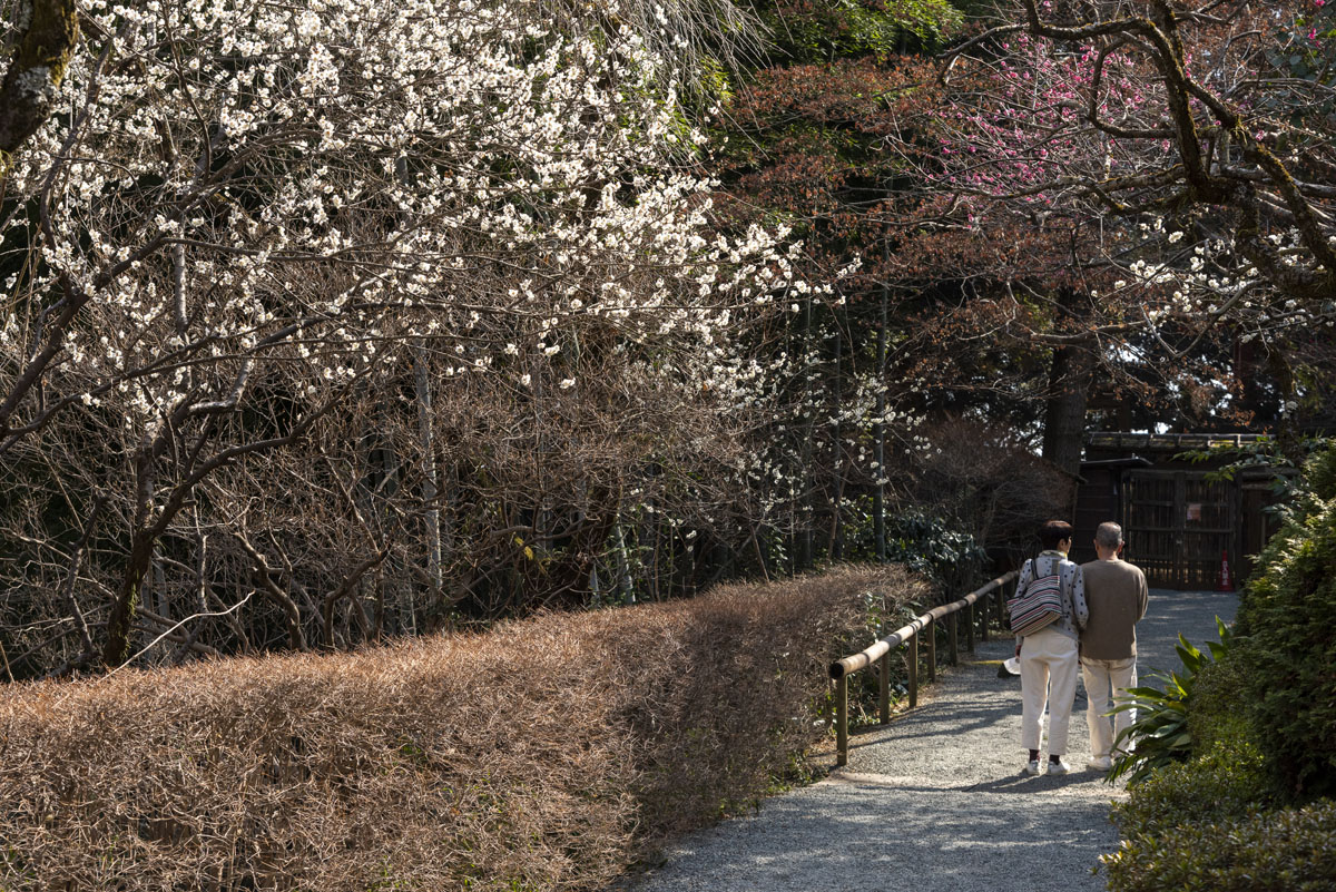 2023京王百草園「梅まつり」開催