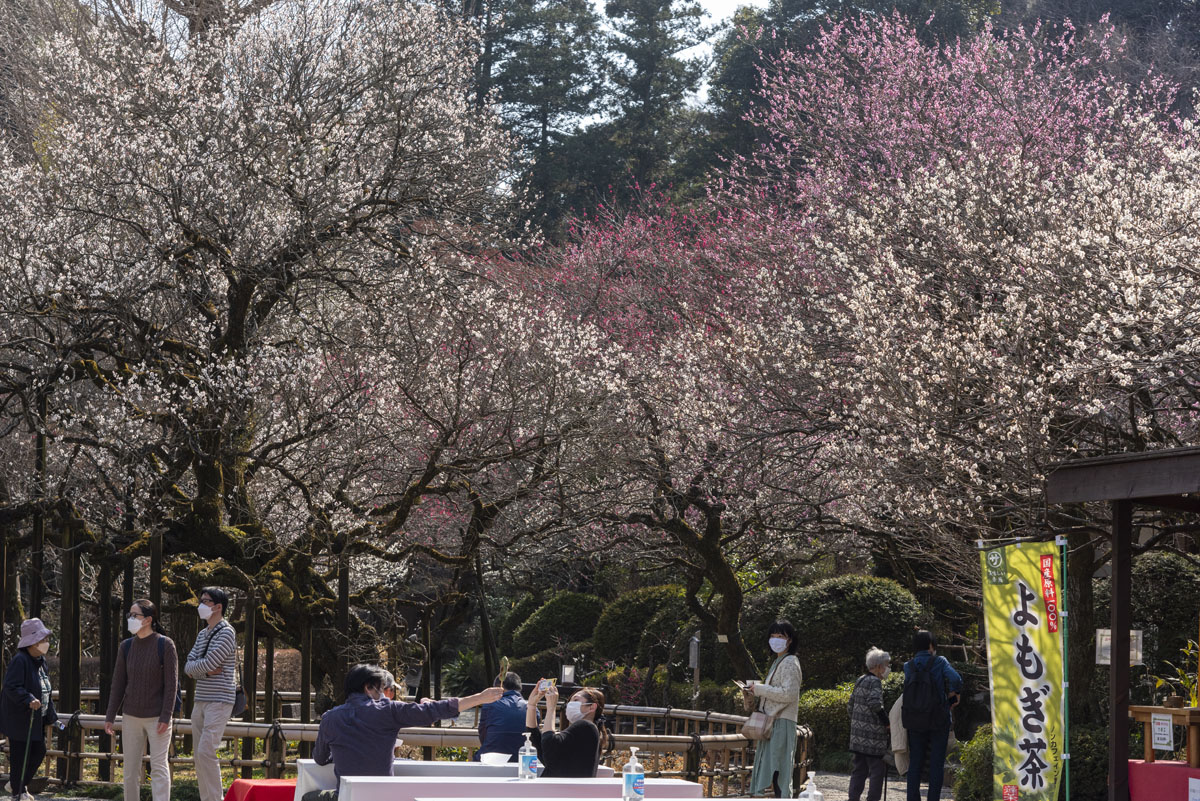 2023京王百草園「梅まつり」開催