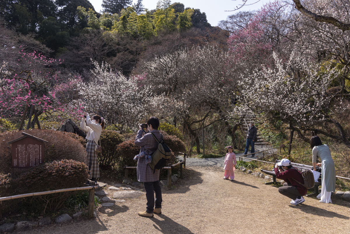 2023京王百草園「梅まつり」開催