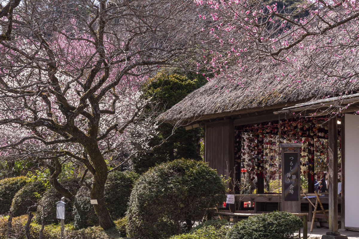 2023京王百草園「梅まつり」開催