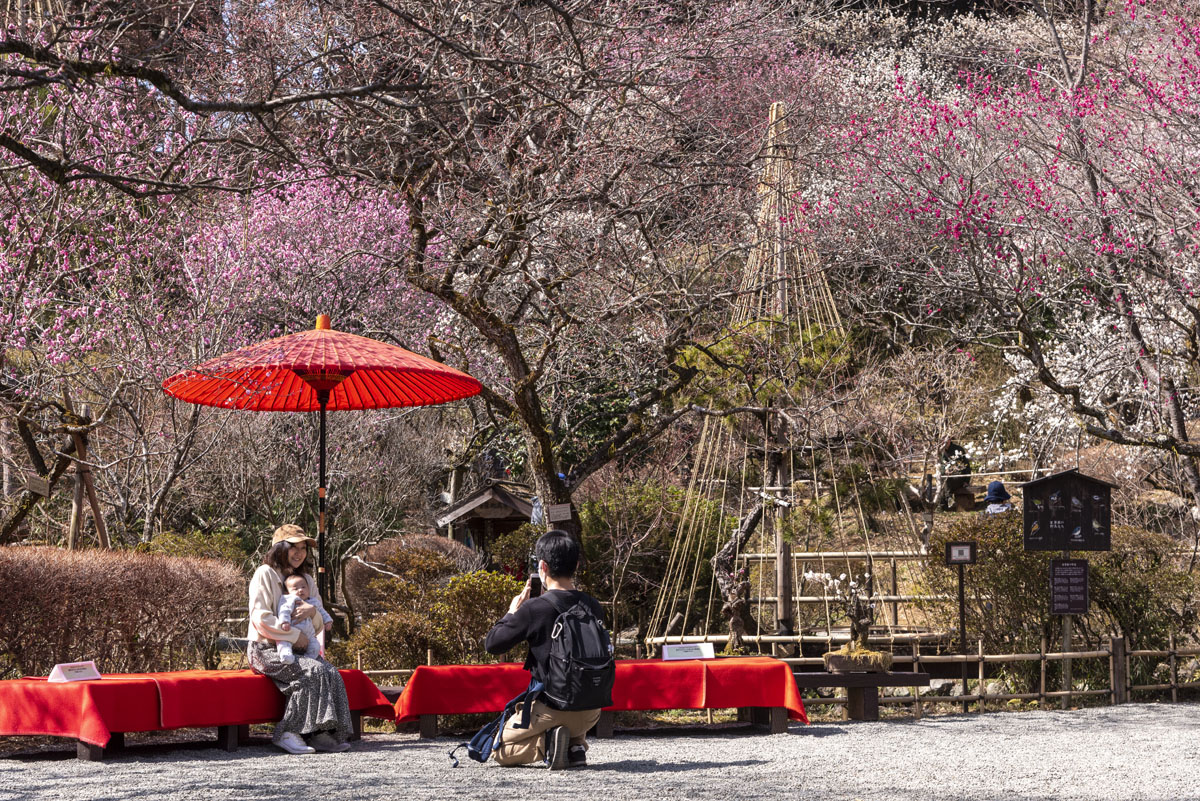 2023京王百草園「梅まつり」開催