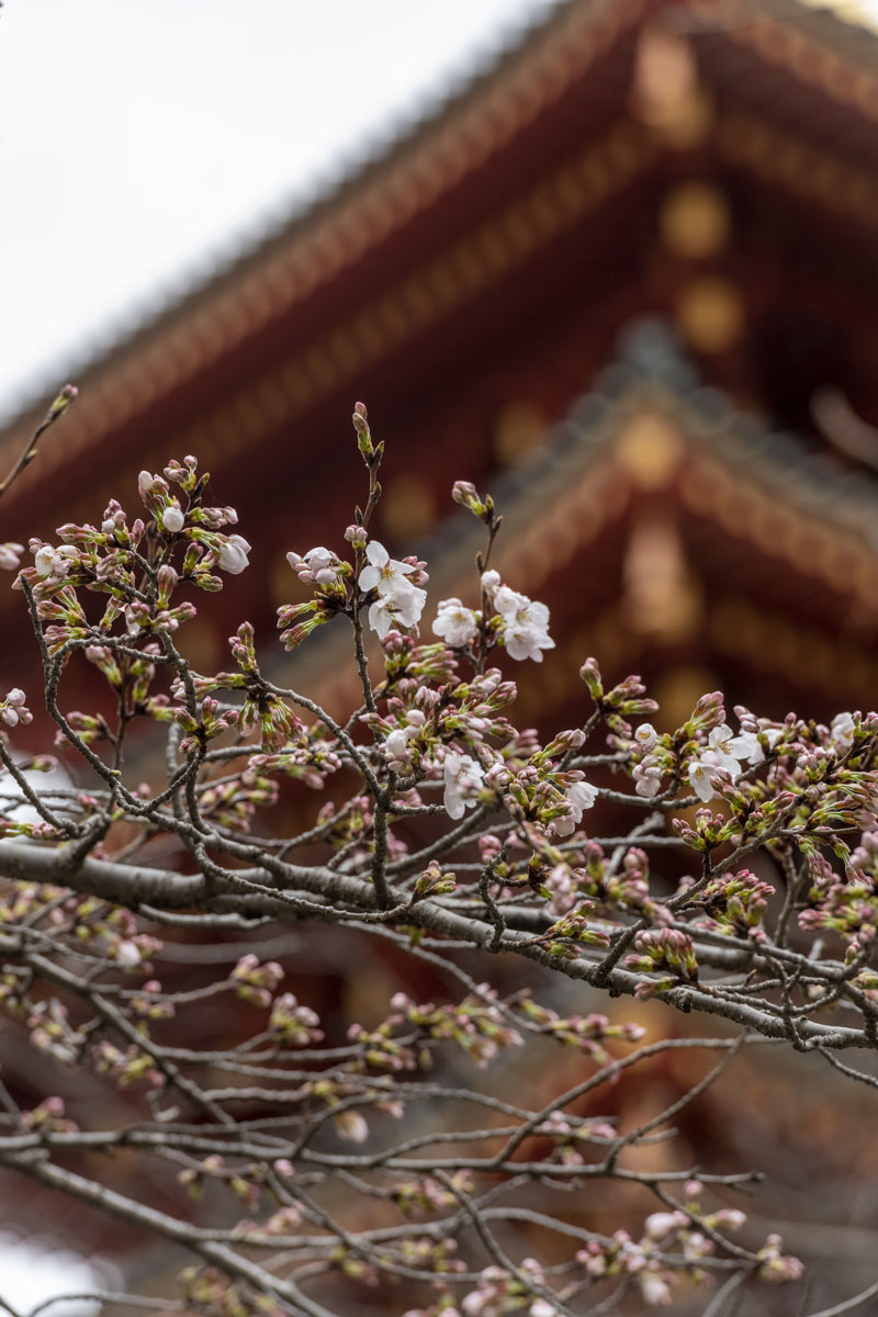 2022年の日野市、「さくら開花宣言」します