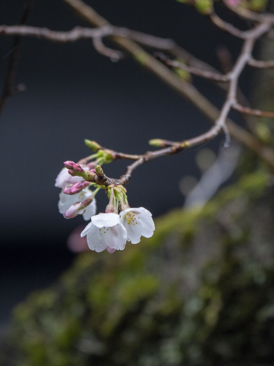 2022年の日野市、「さくら開花宣言」します