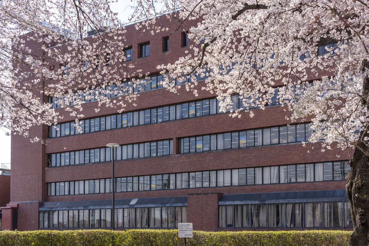 今年の日野の桜、今週末が見頃です