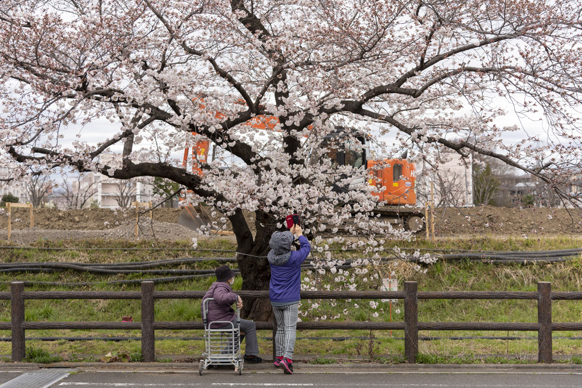 日今年の日野の桜、今週末が見頃です