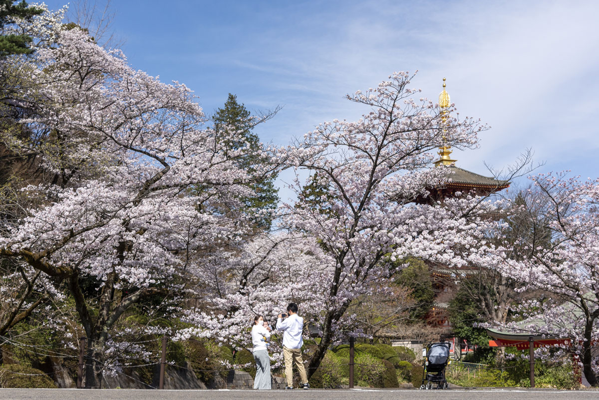 日今年の日野の桜、今週末が見頃です