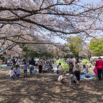 旭が丘中央公園で「桜まつり」開催