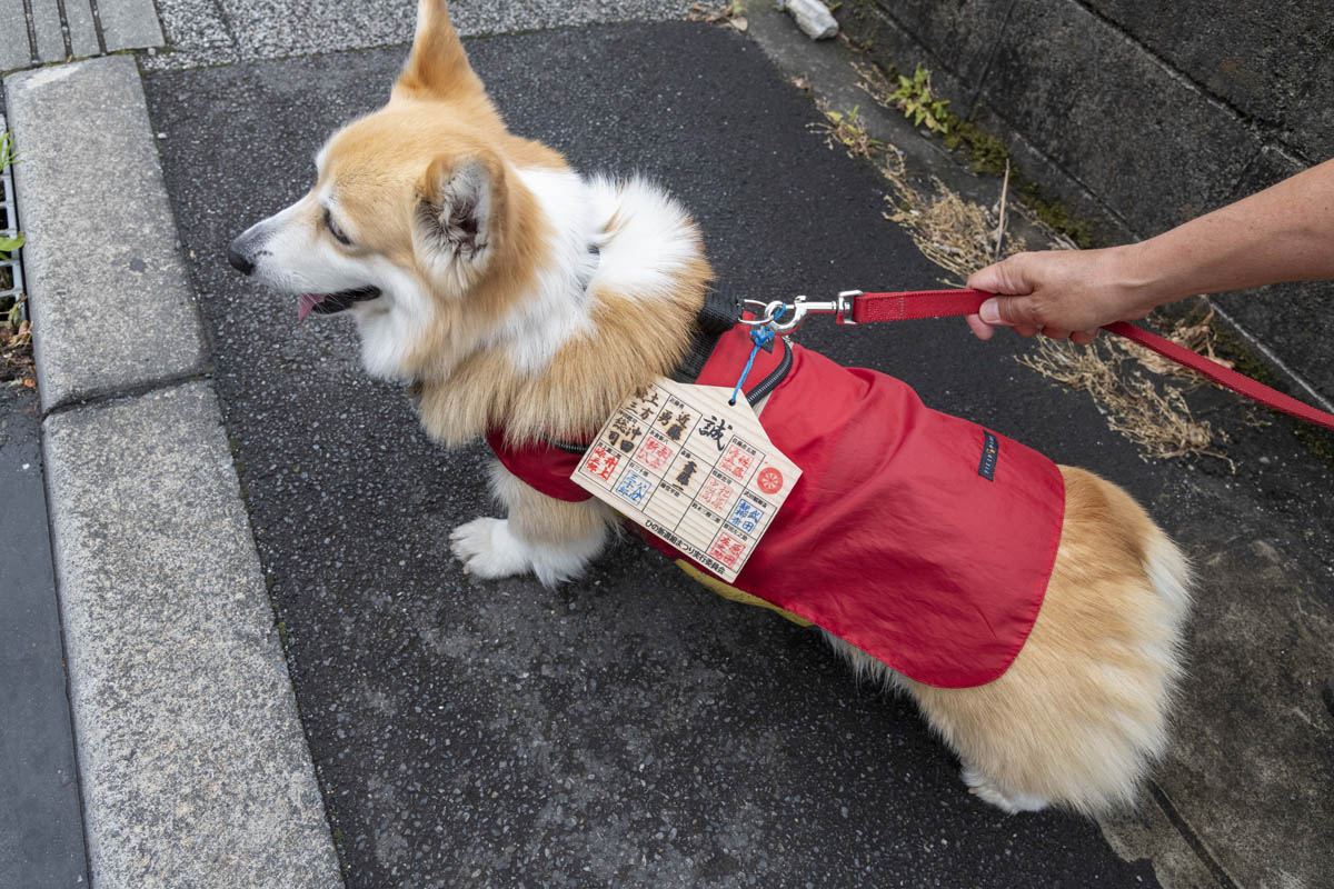 ひの新選組まつり「待たせたな！」、でも、雨には参った、ねっ。