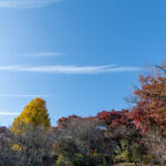 昼は紅葉は、夜は「デジタル掛軸」、京王百草園