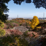 京王百草園「紅葉まつり」開催