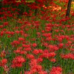 大木島自然公園、彼岸花今月末が見頃です