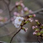 2026年日野市、「さくら開花宣言」します