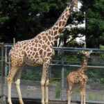 多摩動物公園は出産ラッシュ！