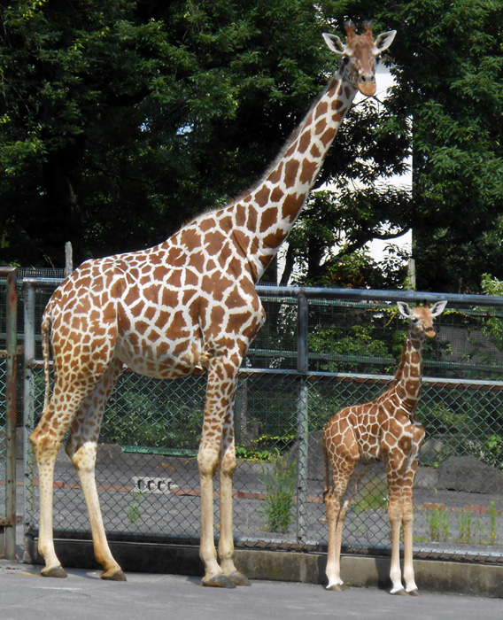 多摩動物公園は出産ラッシュ！