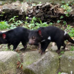 多摩動物公園にタスマニアデビル来園、公開