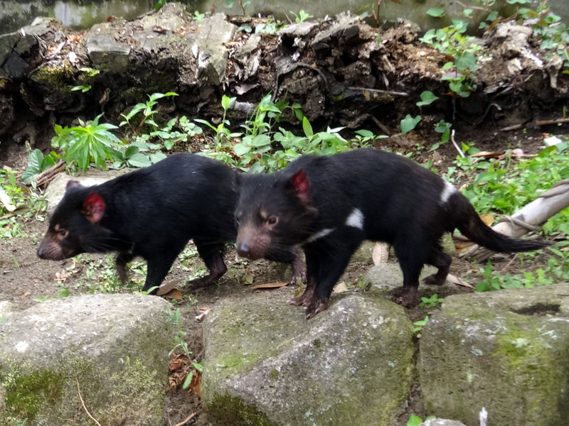 多摩動物公園にタスマニアデビル来園、公開